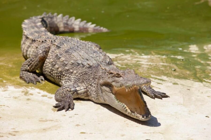 Miami: Triple combo Everglades, City & Cruise tour (2 days) - Day Two: Nature and Wildlife in the Everglades