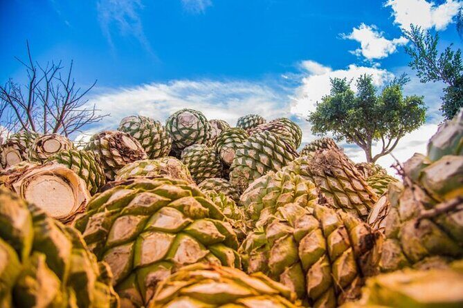 Mitla, Tule, Hierve el agua and Teotilán - What’s Included and What’s Not