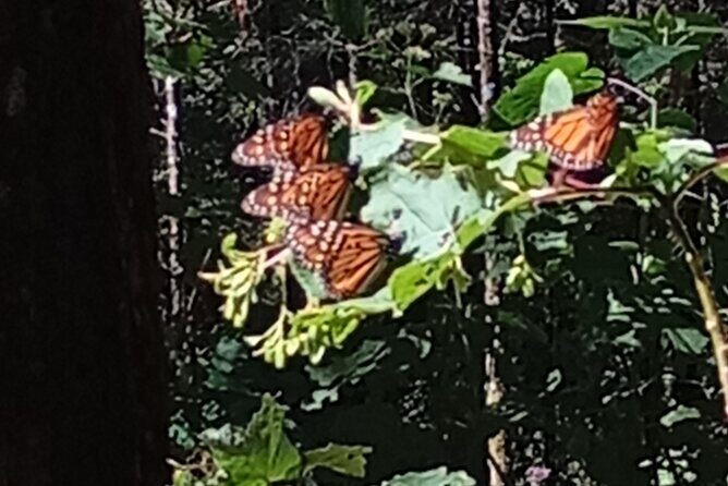 Monarch Butterflies El Rosario Preserve from Mexico City - What You’ll Actually Do