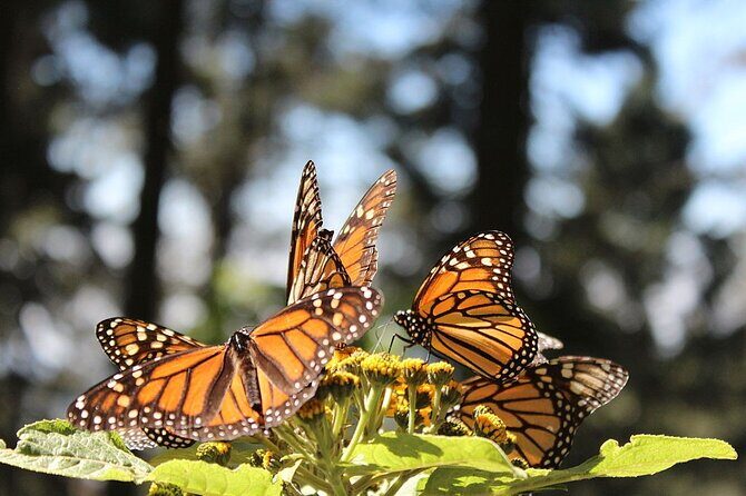 Monarch Butterfly Reserve: Piedra Herrada Magical Valle de Bravo - How Does the Price Reflect the Value?