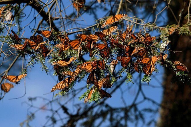 Monarch Butterfly Sanctuary Day Trip from Mexico City - Value and Practicalities