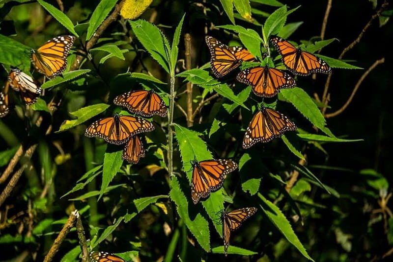 Monarch Butterfly Sanctuary Tour from Mexico City - Authenticity and Practical Advice