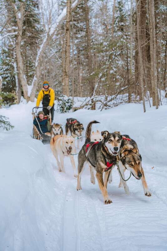 Mont-Tremblant: Dogsledding Upper Laurentians - Meeting the Dogs and the Kennel Visit