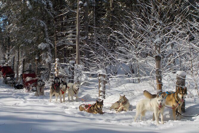Mont Tremblant Dogsledding Valley Adventure - Who Will Love This Experience?