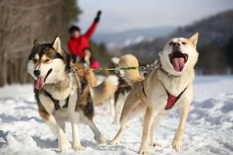Mont-Tremblant: Guided Dogsledding Tour with Hot Chocolate - The Value of This Tour