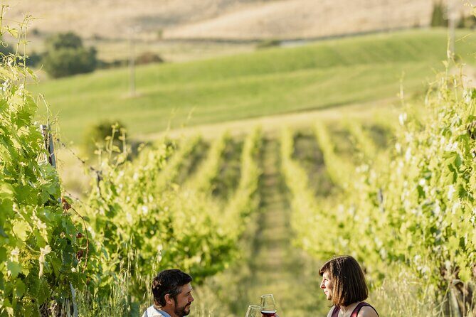 Montalcino: exclusive picnic in the vineyard with wine basket - Pricing and Value