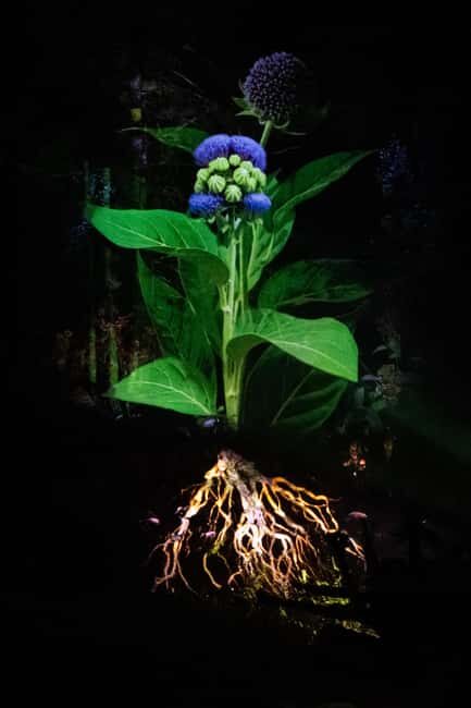 Montebello, QC: Omega Park ONIRO Immersive Experience at Night - What the Experience Looks Like