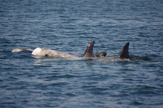 Monterey Private 3 - 4 Hour Whale Watching Cruise - Who Should Consider This Tour?