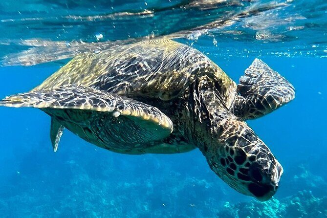 Morning Turtle Town Snorkel at Coral Gardens - The Experience on Deck and Beyond