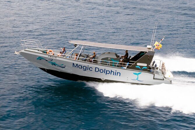 Morro Jable: 2 Hours Magic Dolphin & Whale watching with Drinks & Swim Stop. - How the Experience Feels in Real Life