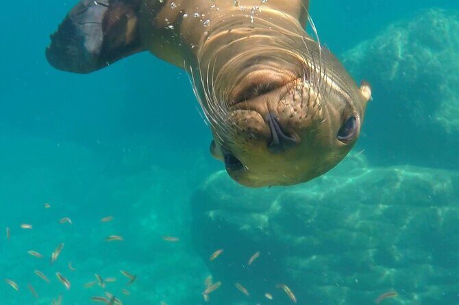 MOST POPULAR TOUR IN LA PAZ! Swim with Sea Lions Private Boat - What the Tour Includes and What Not