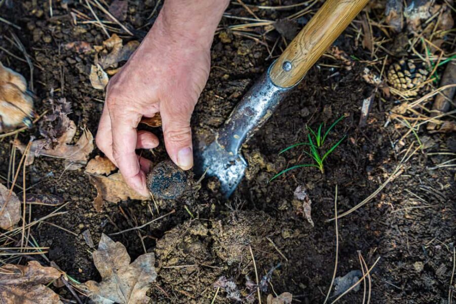 Motovun: Truffle Hunt & 3-Course Brunch with Locals - Practical Tips for Travelers