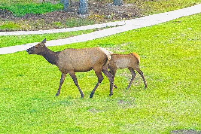 Mount Royal Hotel to Banff National Park Minivan Tour - Analyzing the Value