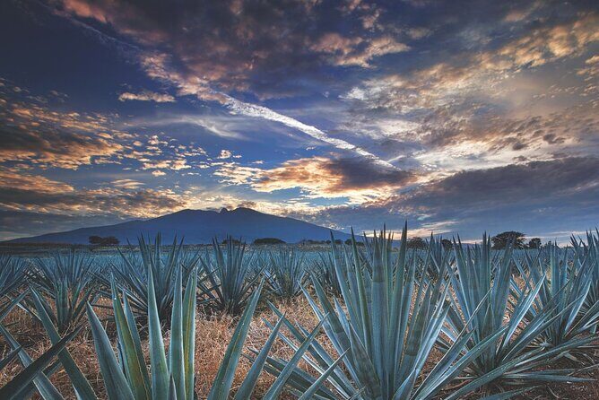 Multi Day Tequila Tour - What’s Included and What to Expect