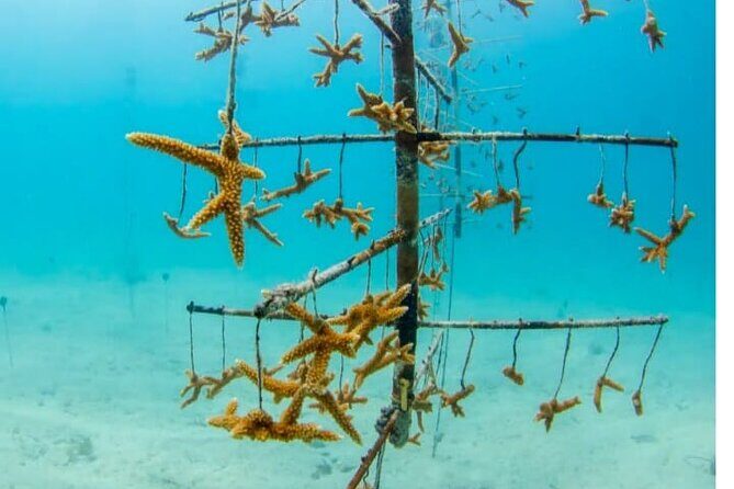 Museum for Coral Preservation with Chankanaab Park and OTOCH - A Deep Dive into the Coral Preservation Tour