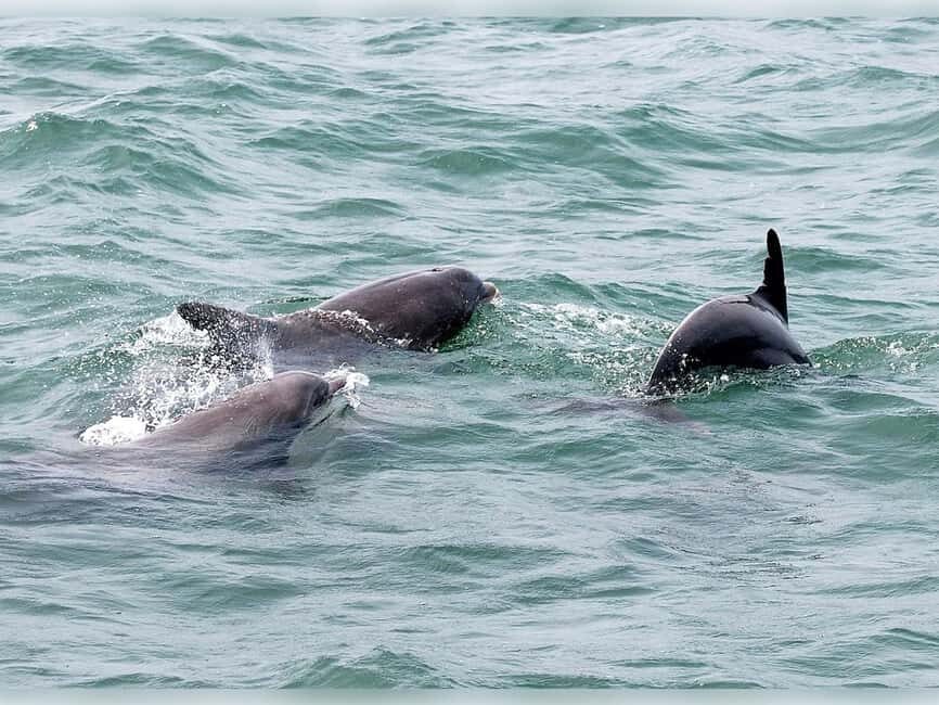 Myrtle Beach: Dolphin Cruise on the Sea Screamer - Who Should Consider This Tour?