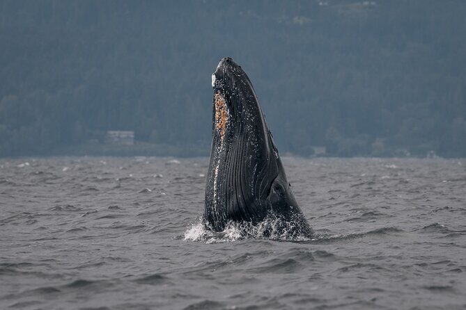 Nanaimo Private Whale Watching - What Makes This Tour Stand Out