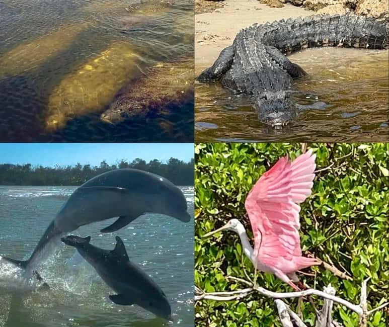 Naples, FL: Manatee, Dolphin, 10,000 Islands Beach Eco Tour - The Value of the Experience