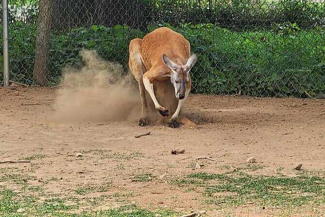 Nashville to Kentucky Caves & Kangaroos: A Day of Enchantment - Lunch and a Change of Scene