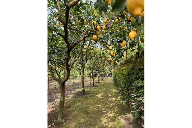 Nonna Concettina Sorrento Lemon Tour - An In-Depth Look at the Nonna Concettina Lemon Tour