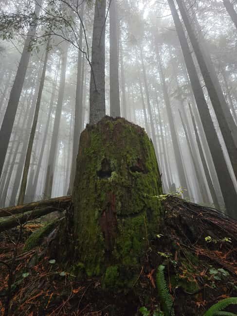 North Vancouver: Guided Forest Therapy & Forest Bathing Walk - Final Thoughts