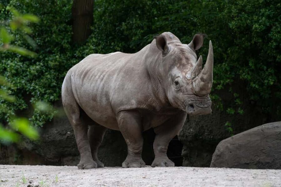 NYC: Bronx Zoo Entry Ticket - Authentic Visitor Experiences