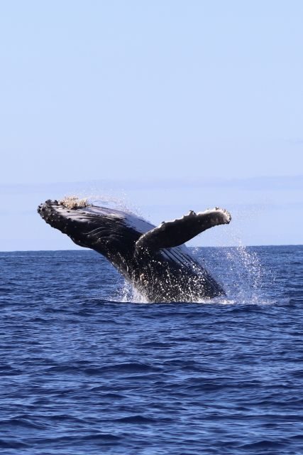 Oahu: Dolphin Swim and Turtle Snorkel Excursion in Waianae - Snorkeling and Marine Encounters