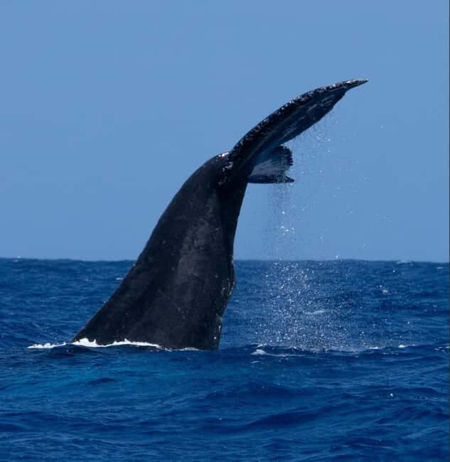 Oahu: Humpback Whale Watching Tour - What You’ll Experience on the Tour