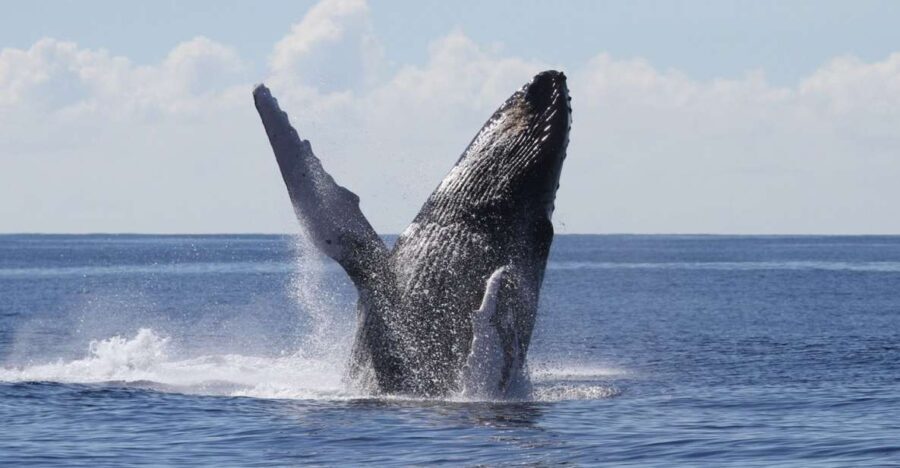 Oahu: Seasonal Whale Watch Cruise - The Value of This Whale Watch Cruise