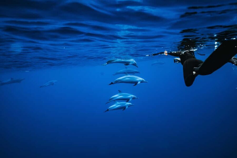 Oahu: Speedboat Snorkeling Adventure and Wild Dolphin Swim - The Value of This Tour