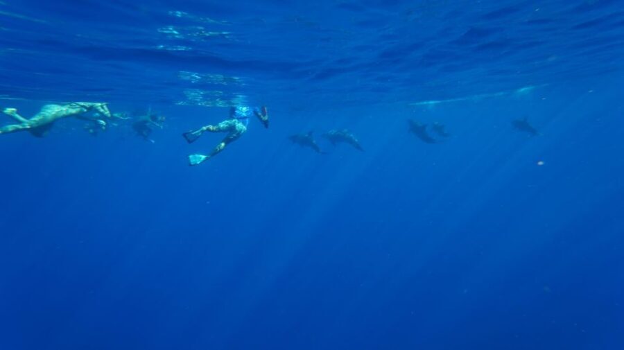 Oahu: Swim with Dolphins, Turtle Snorkel Tour and Waterslide - The Value of This Tour