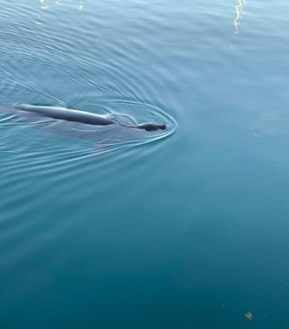 Oahu: Whale Sail Charter - The Itinerary: What to Expect and What Makes It Special