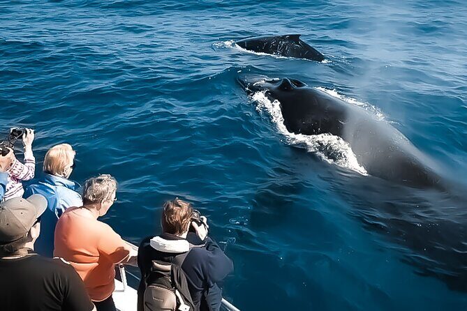 Oahu Whale Watch Tour & Waikiki Sunset Boat Tour - The Experience From a Traveler’s Perspective