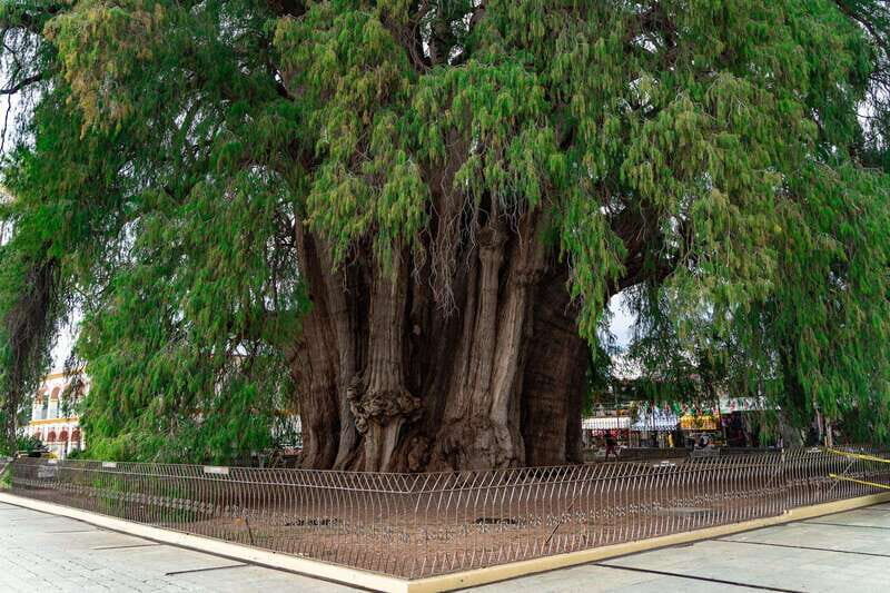 Oaxaca: El Tule tree, Teotitlan Village & Mezcal Tour - Exploring Teotitlán del Valle