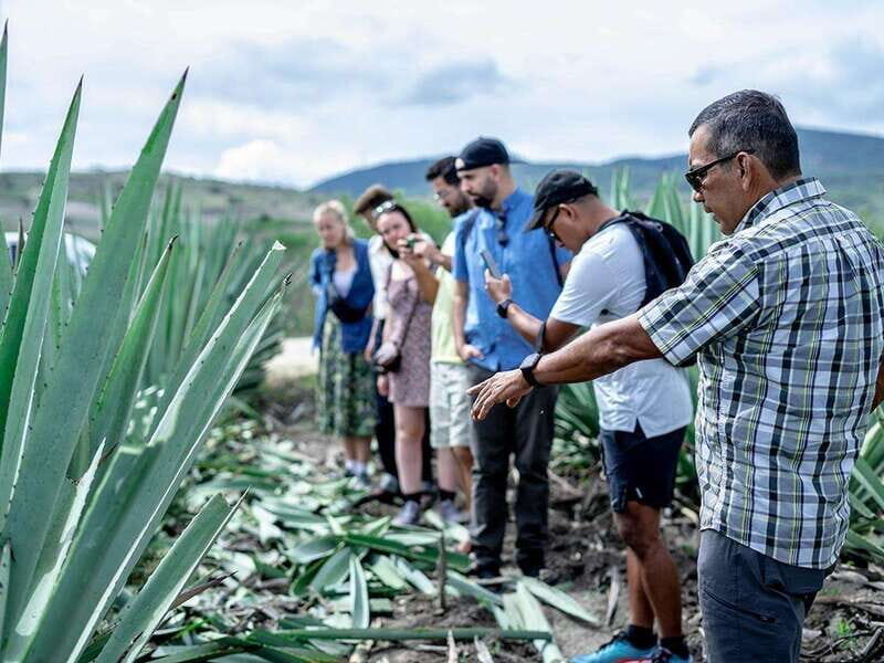 Oaxaca: Mezcal Distillery Tour with Tastings - Who Is This Tour Best For?