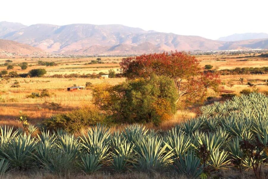 Oaxaca: Mezcal Tasting & Barrel Ride - Price and Value Analysis