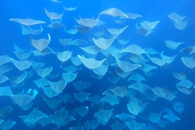 Ocean safari, snorkel with pelagic animals - Authentic Encounters: What Travelers Say