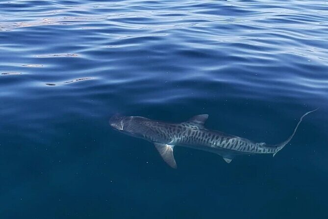 Ocean Safari Tour in Cabo San Lucas - Detailed Breakdown of the Experience
