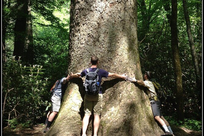 Old Growth Forest Cascade - Who Will Appreciate This Tour?