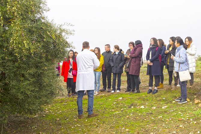 Olive Oil Mill Visit with Extra-Virgin Olive Oil Tasting in Jaén - Who Should Consider This Tour?