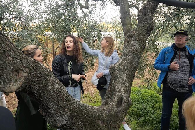 Olive Tree Tour, Visit Vallarella Oil Mill, Oil Tasting - The Tour Itinerary in Detail