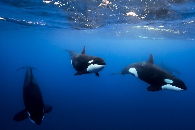 Open Ocean Safari and Whale Watching - Who Would Enjoy This Tour?