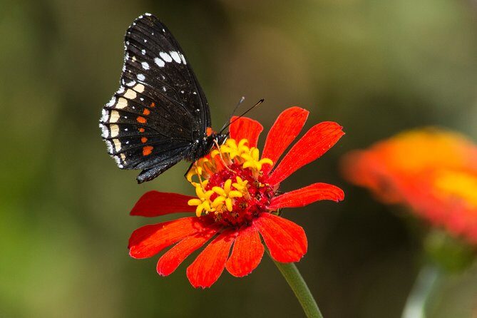 Openwork butterfly garden - Duration, Cost, and Practicalities