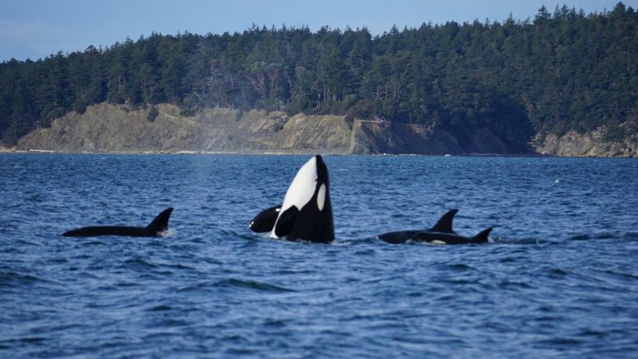 Orcas Island: Orca Whales guaranteed boat tour - A Detailed Look at the Orcas Island Whale Tour