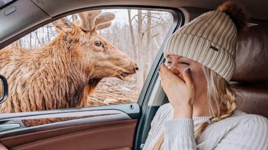 Ottawa: Private Wildlife Adventure Safari in Parc Omega - What to Expect at Each Stage