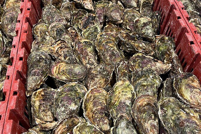 Oyster Farm, Ston and Winery Tour - What Makes This Tour Stand Out
