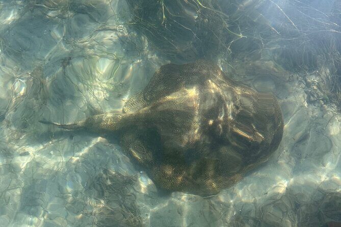Paddle Board Picnic Peanut Island Palm Beach Singer Island - FAQs