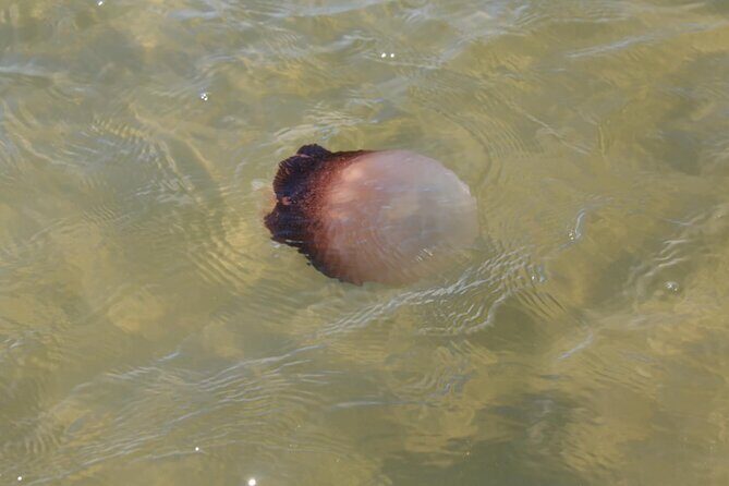 Paddle With Native Wildlife - Who Would Love This Tour?
