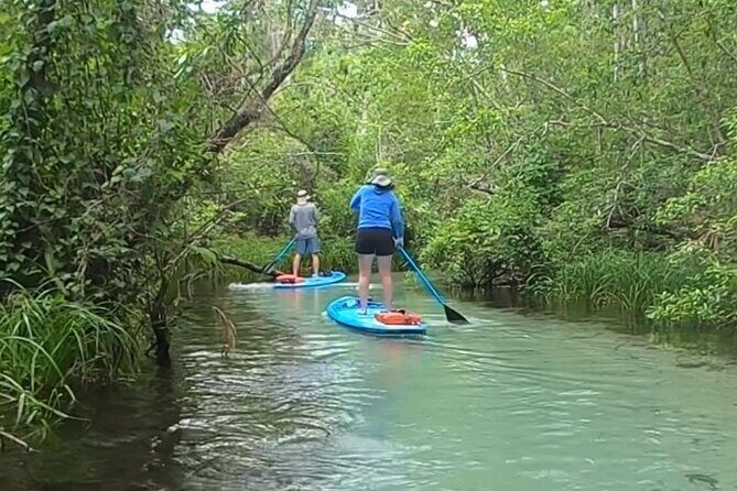 Paddleboard Rental Three Sisters Springs & Manatee Refuge - How This Tour Compares to Other Activities