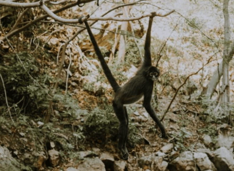 Palenque: Lacandona Jungle Path - Ecotourism Adventure - Value and Practical Considerations